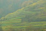 PICTURES/Wachau Valley - Cruising Along The Danube/t_P1170769.JPG